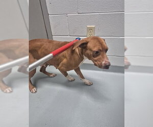 Mutt Dogs for adoption in St. Cloud, FL, USA