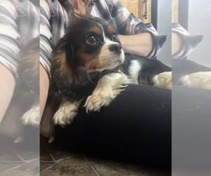 Cavalier King Charles Spaniel Puppy for sale in CENTURIA, WI, USA