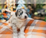 Small Photo #2 Australian Shepherd Puppy For Sale in LILBURN, GA, USA