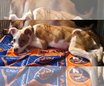 Small #4 Mutt