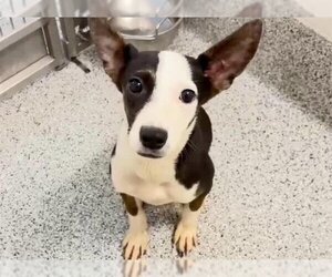 Miniature Bull Terrier Dogs for adoption in Houston, TX, USA