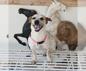 Mutt Dogs for adoption in Oakhurst, NJ, USA