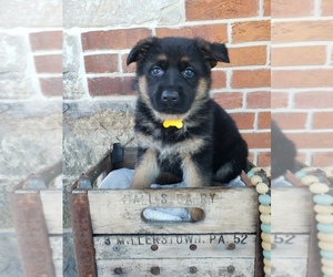 German Shepherd Dog Puppy for Sale in MILLERSTOWN, Pennsylvania USA