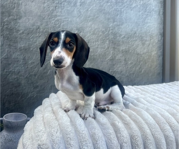 Medium Photo #1 Dachshund Puppy For Sale in WEBSTER, FL, USA