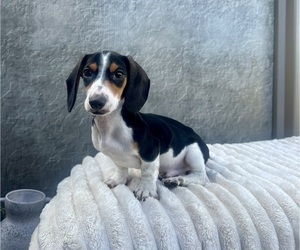 Dachshund Puppy for sale in WEBSTER, FL, USA