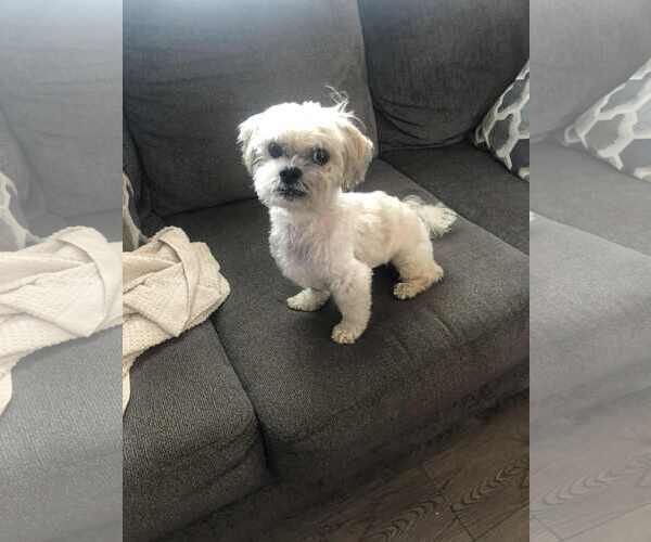 Medium Photo #2 Shih Tzu Puppy For Sale in Spring Lake, NJ, USA