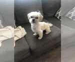 Small #1 Shih Tzu