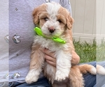 Small #2 Bernedoodle (Miniature)