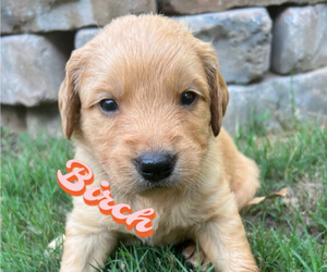 Golden Retriever Puppy for Sale in PENDLETON, South Carolina USA