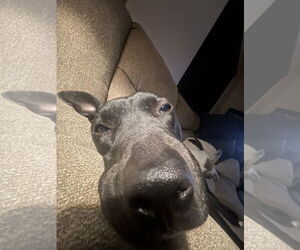 MURPHY #10 - Female American Pit Bull Terrier-Unknown Mix Dog for Adoption - Photo #5