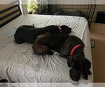 Small #6 Great Dane