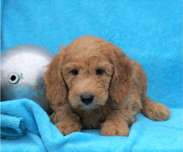 Medium Photo #2 Goldendoodle-Poodle (Miniature) Mix Puppy For Sale in FREDERICKSBG, OH, USA