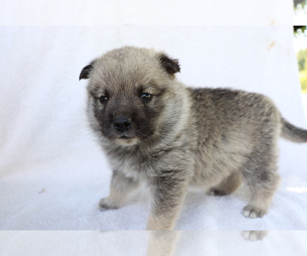 Medium Photo #1 Norwegian Elkhound Puppy For Sale in SHILOH, OH, USA