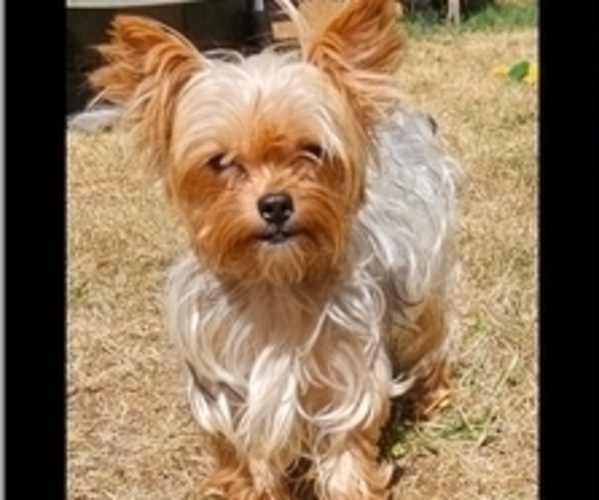Medium Photo #1 Yorkshire Terrier Puppy For Sale in SALEM, OR, USA