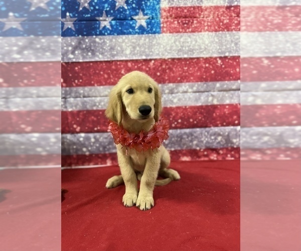 Medium Photo #4 Golden Retriever Puppy For Sale in RICKMAN, TN, USA