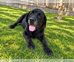 Small Photo #4 Labrador Retriever Puppy For Sale in Clovis, CA, USA