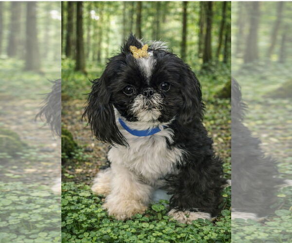 Medium Photo #2 Shih Tzu Puppy For Sale in Bon Carbo, CO, USA