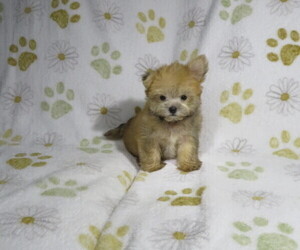 Morkie Puppy for sale in COOKEVILLE, TN, USA