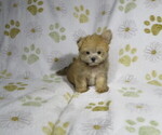Image preview for Ad Listing. Nickname: Litter of 5