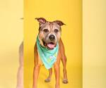 Small #2 American Staffordshire Terrier Mix