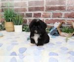 Small #4 Shih Tzu