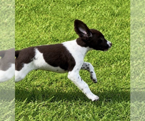 Medium Photo #5 Brittany Puppy For Sale in ORRUM, NC, USA