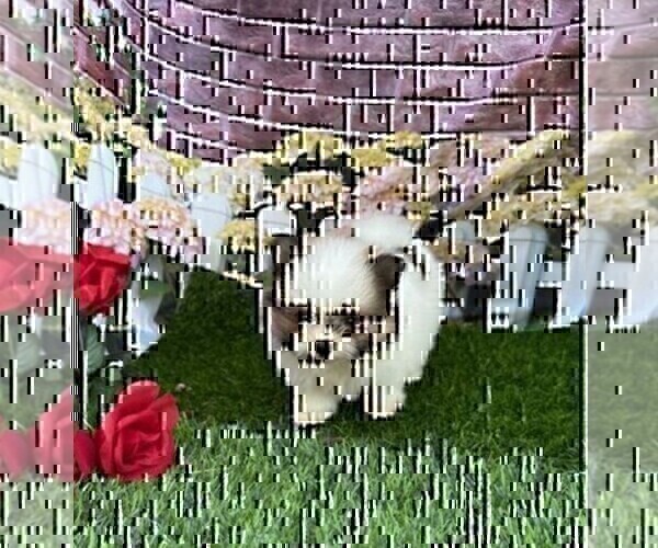 Medium Photo #13 Pomeranian Puppy For Sale in WEST PALM BEACH, FL, USA