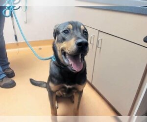 Shepweiller Dogs for adoption in Martinez, CA, USA