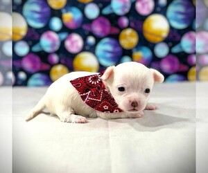 Chihuahua Puppy for sale in WINNSBORO, LA, USA