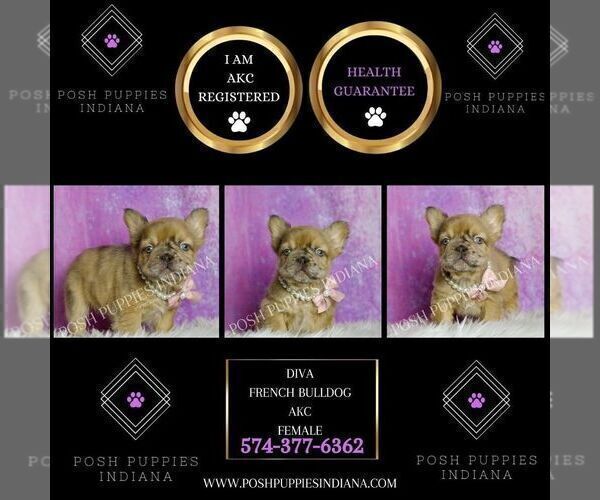 Medium Photo #2 French Bulldog Puppy For Sale in WARSAW, IN, USA