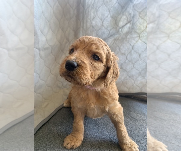 Medium Photo #3 Goldendoodle Puppy For Sale in CALIMESA, CA, USA