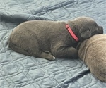 Small Photo #3 Labrador Retriever Puppy For Sale in QUEEN CREEK, AZ, USA