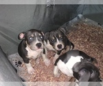 Small Photo #13 American Bully Puppy For Sale in ADELPHI, MD, USA