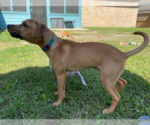 Small #3 Mutt
