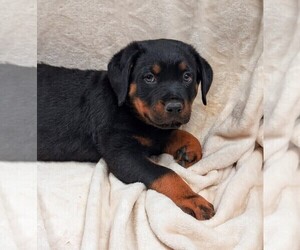 Rottweiler Puppy for sale in BENSON, NC, USA