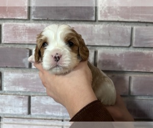 Cavalier King Charles Spaniel Puppy for sale in WATERFORD, CA, USA