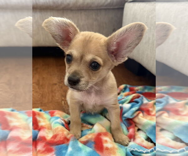 Medium Photo #1 Chihuahua-Unknown Mix Puppy For Sale in Plainfield, IL, USA