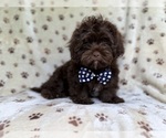 Small #3 ShihPoo