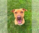 Small #1 Labrador Retriever Mix