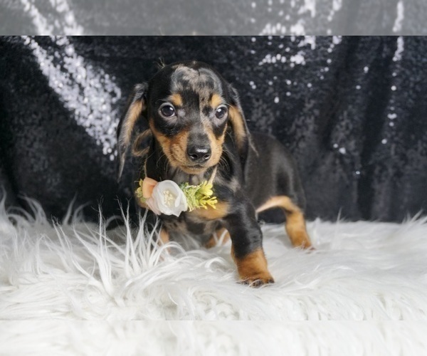 Medium Photo #6 Dachshund Puppy For Sale in WARSAW, IN, USA