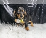 Small #5 Dachshund