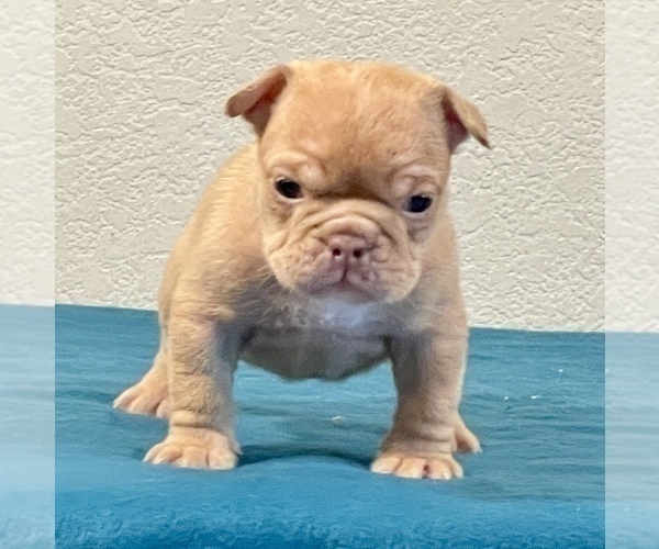 Medium Photo #1 English Bulldog Puppy For Sale in SEATTLE, WA, USA