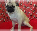 Small #1 Pug