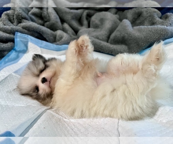 Medium Photo #6 Pomeranian Puppy For Sale in HAYWARD, CA, USA