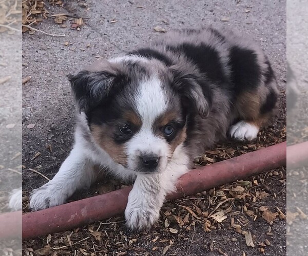 Medium Photo #2 Miniature Australian Shepherd Puppy For Sale in OSHKOSH, NE, USA