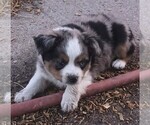 Small #1 Miniature Australian Shepherd