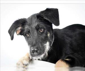 German Shepherd Dog-Unknown Mix Dogs for adoption in Fort Collins, CO, USA