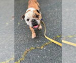 Small #9 Bulldog