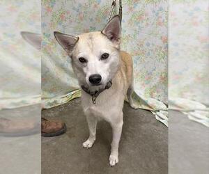 Siberian Husky-Unknown Mix Dogs for adoption in Rosenberg, TX, USA