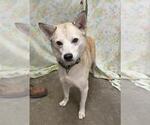 BEAR - Male Siberian Husky-Unknown Mix Dog for Adoption - Small photo